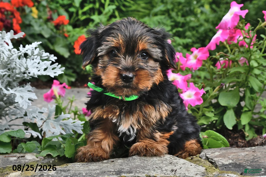 Yorkshire Terrier dogs for sale: Tigger - Ad 2