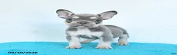 French Bulldog dogs for sale: Dash - Ad 4