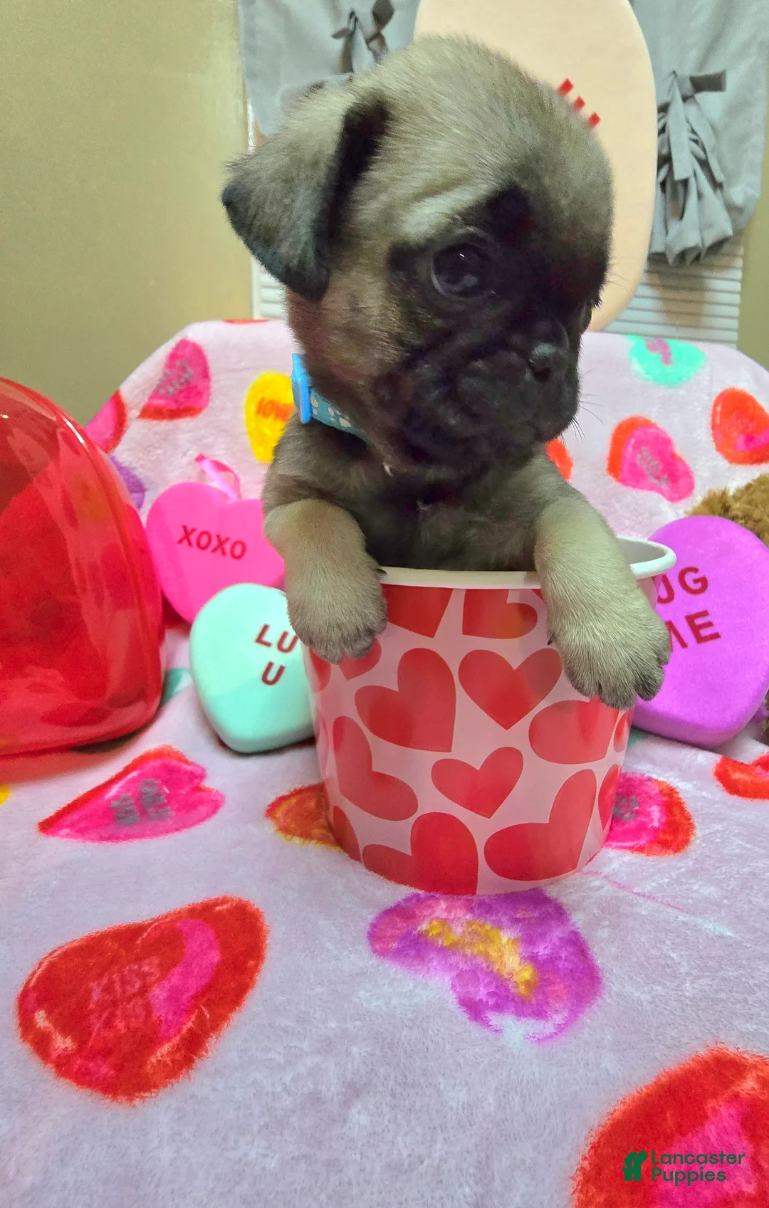 Pug dogs for sale: Bella  - Ad 1