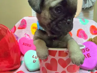 Pug dogs Bella - Ad 41