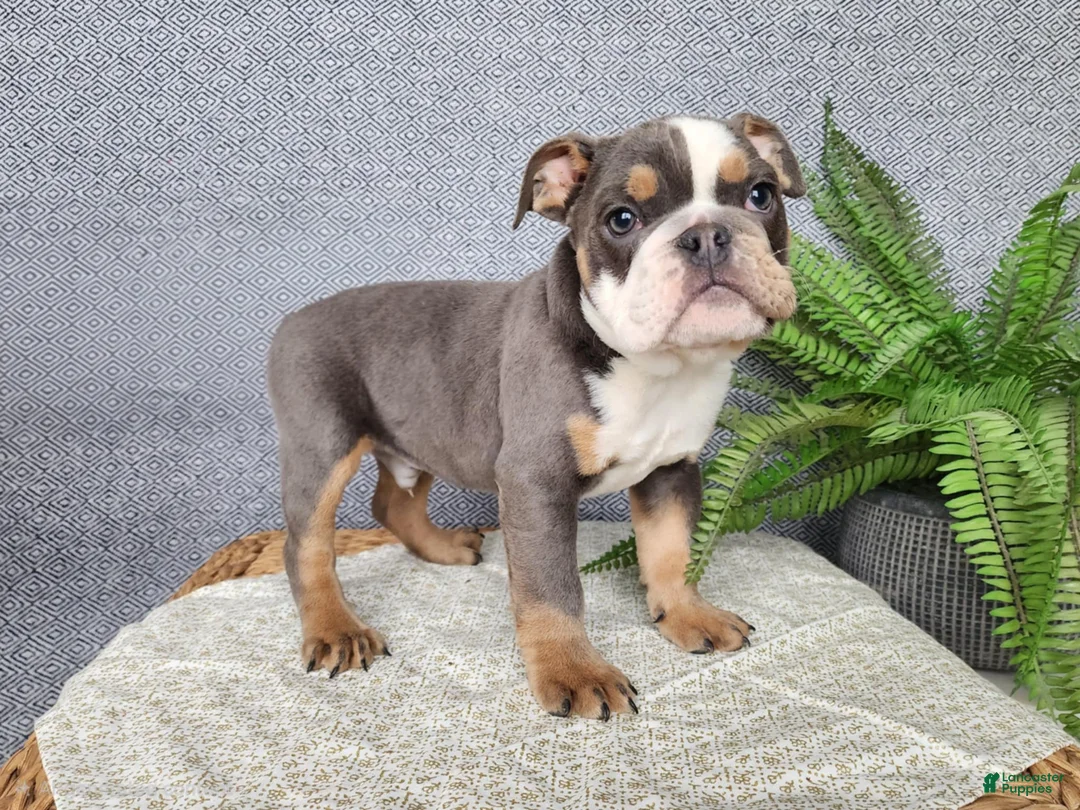 English Bulldog dogs for sale: Elliot - Ad 7