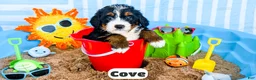 Bernedoodle dogs for sale: Cove - Ad 1