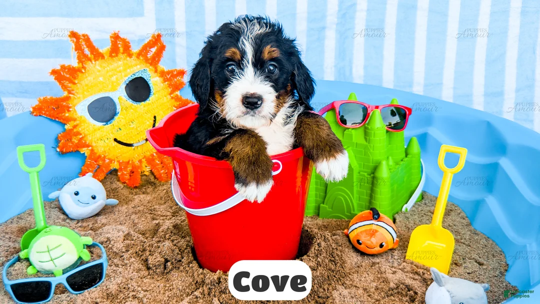 Bernedoodle dogs for sale: Cove - Ad 1