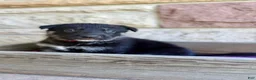German Shepherd dogs for sale: Peter - Ad 6