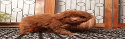 Toy Poodle dogs for sale: Pumpkin Teacup Poodle  - Ad 4