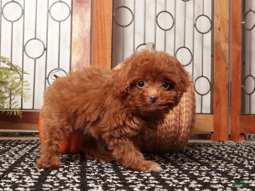 Toy Poodle dogs for sale: Pumpkin Teacup Poodle  - Ad 4