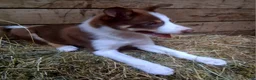 Border Collie dogs for sale: Border Collie 3 - Ad 3