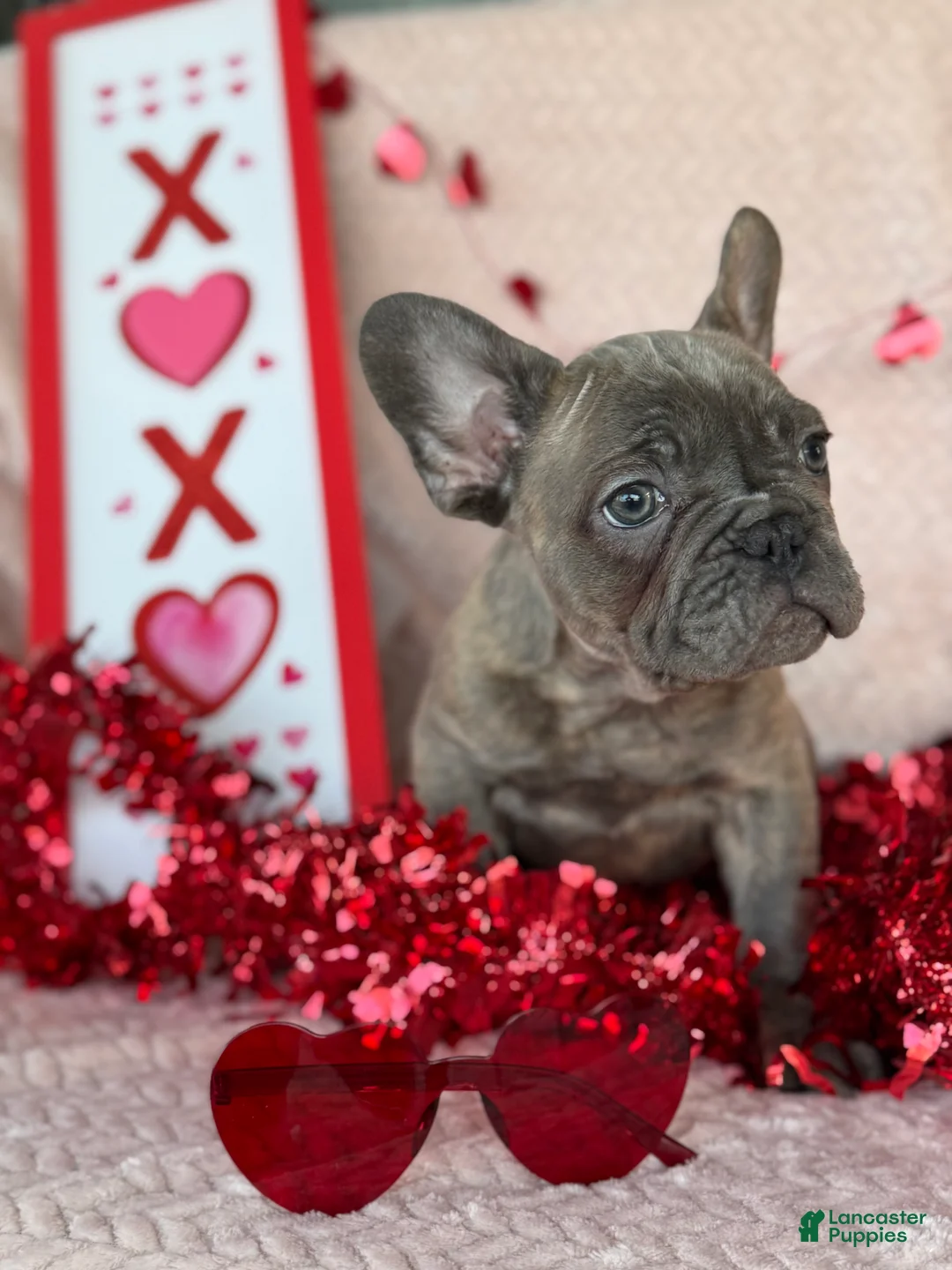 French Bulldog dogs for sale: Blue Brindle (Leo)  - Ad 1