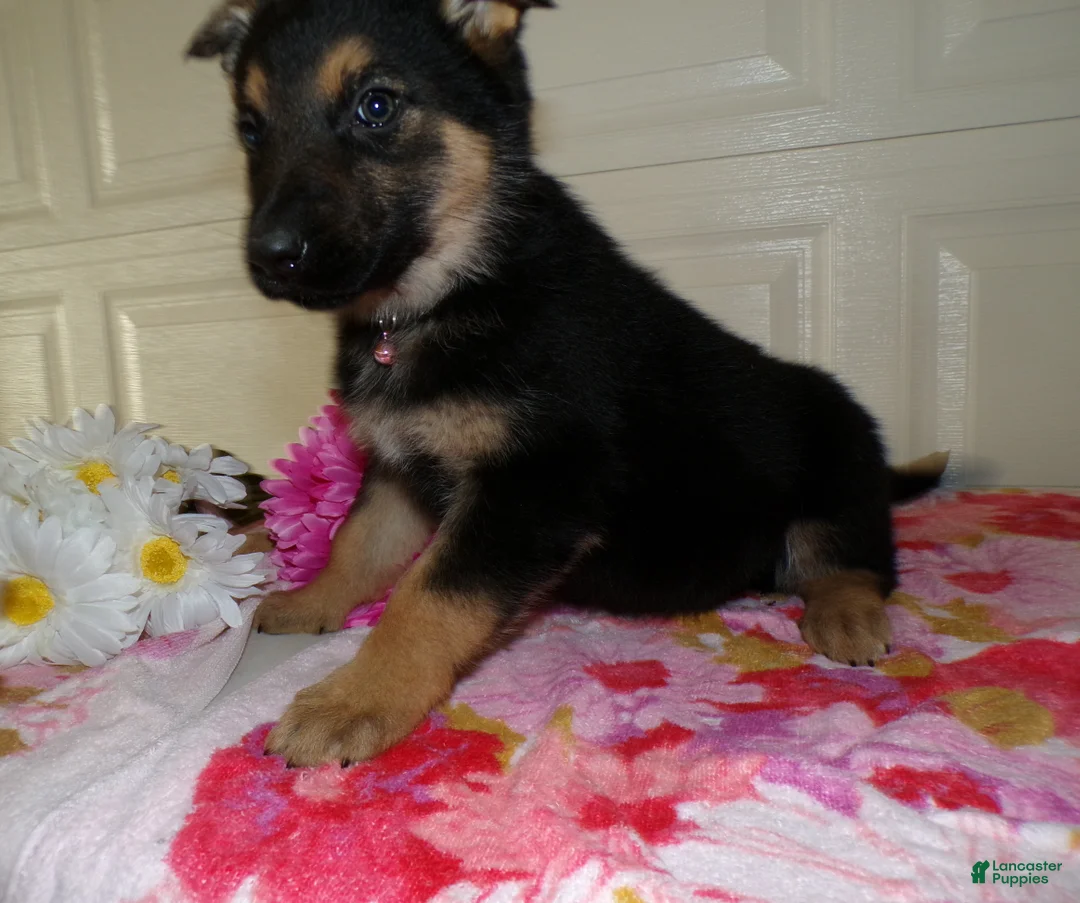 German Shepherd dogs for sale: German Shepherd Puppy 2 Daisey - Ad 3