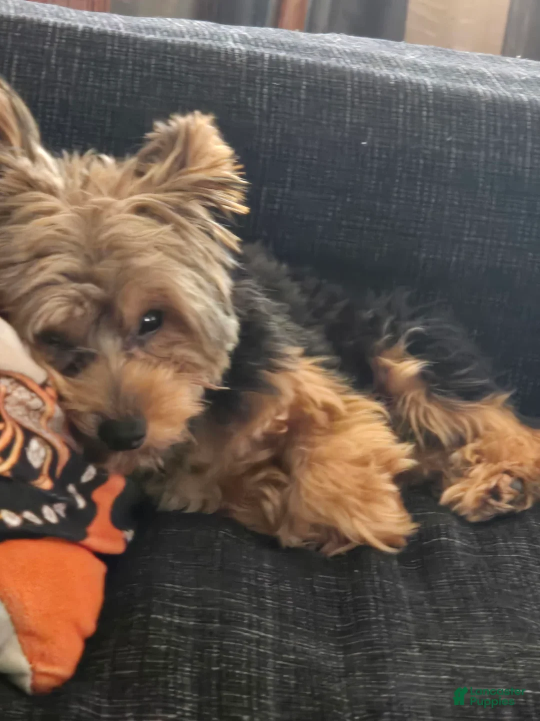 Gallery Image {{count}}