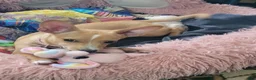 Chihuahua dogs for sale: Miriam - Ad 5