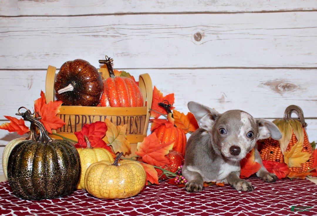 Chihuahua dogs for sale: Finnick - Ad 2