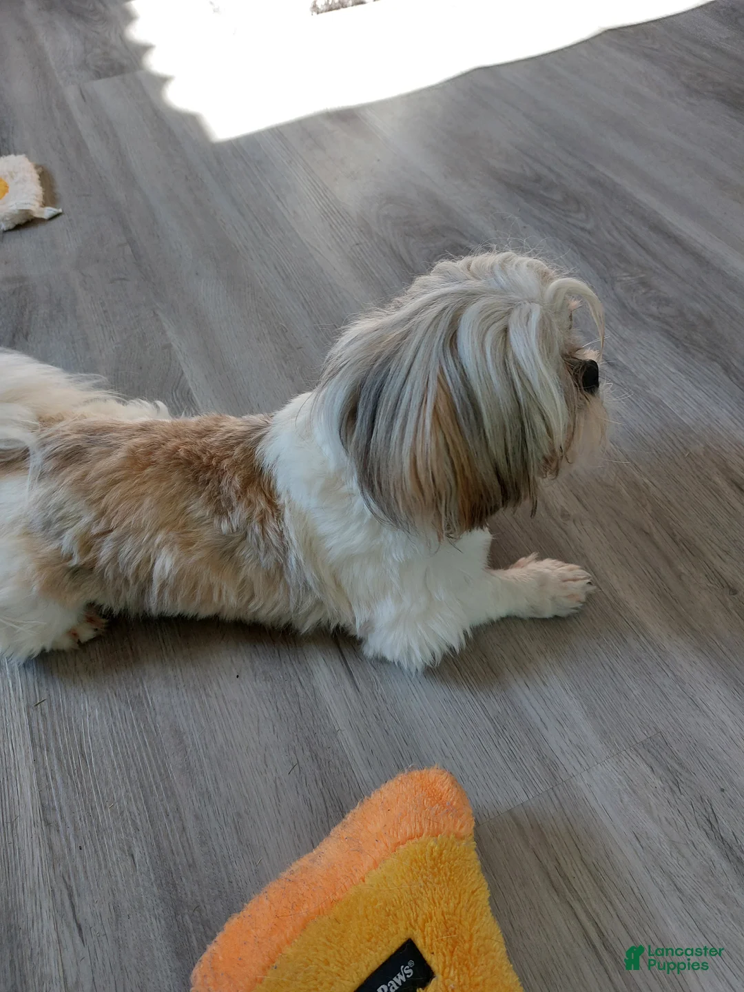 Shih Tzu dogs for sale: Jax - Ad 3