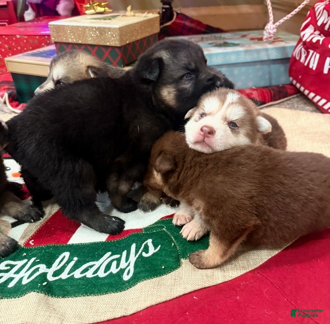 Gerberian Shepsky dogs for sale: Gerberian Shepsky Puppy 1 - Ad 24