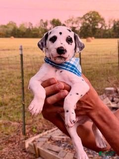 Dalmatian dogs Male 2 - Ad 1