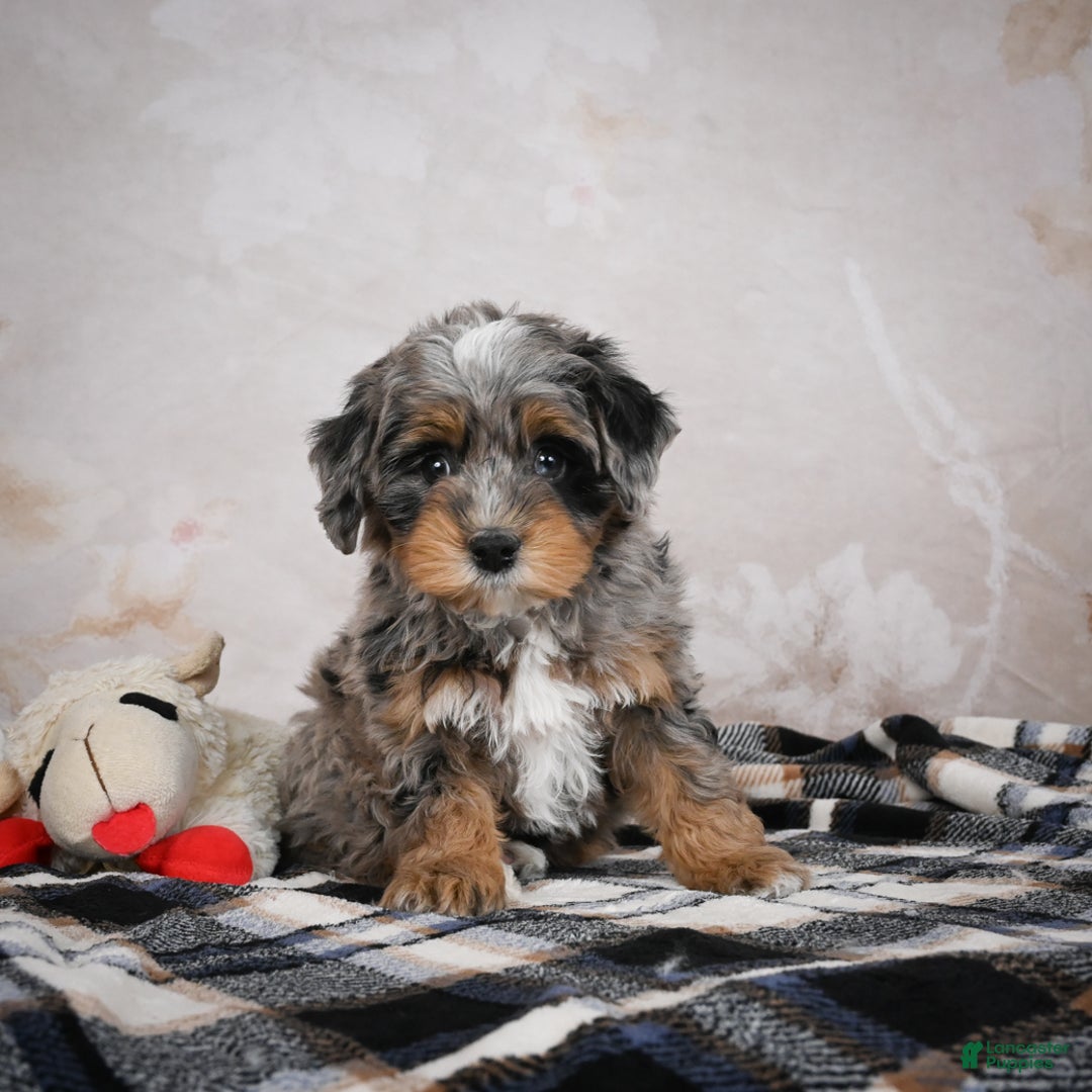 Bernedoodle dogs for sale: Gigi - Ad 2