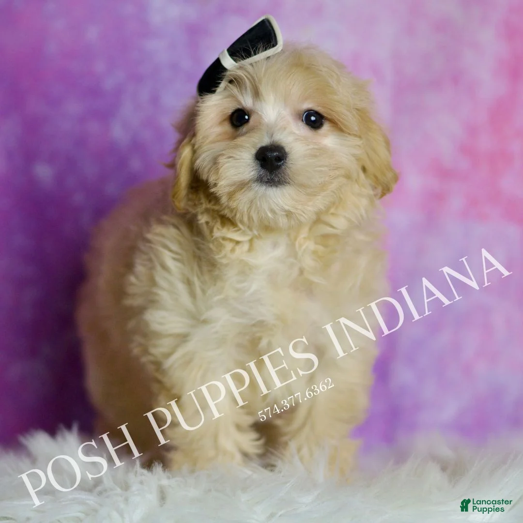 Maltipoo dogs for sale: Frankie - Ad 2