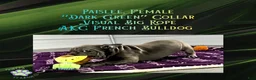 French Bulldog dogs for sale: Paislee “Dark Green”Collar, Female  - Ad 8