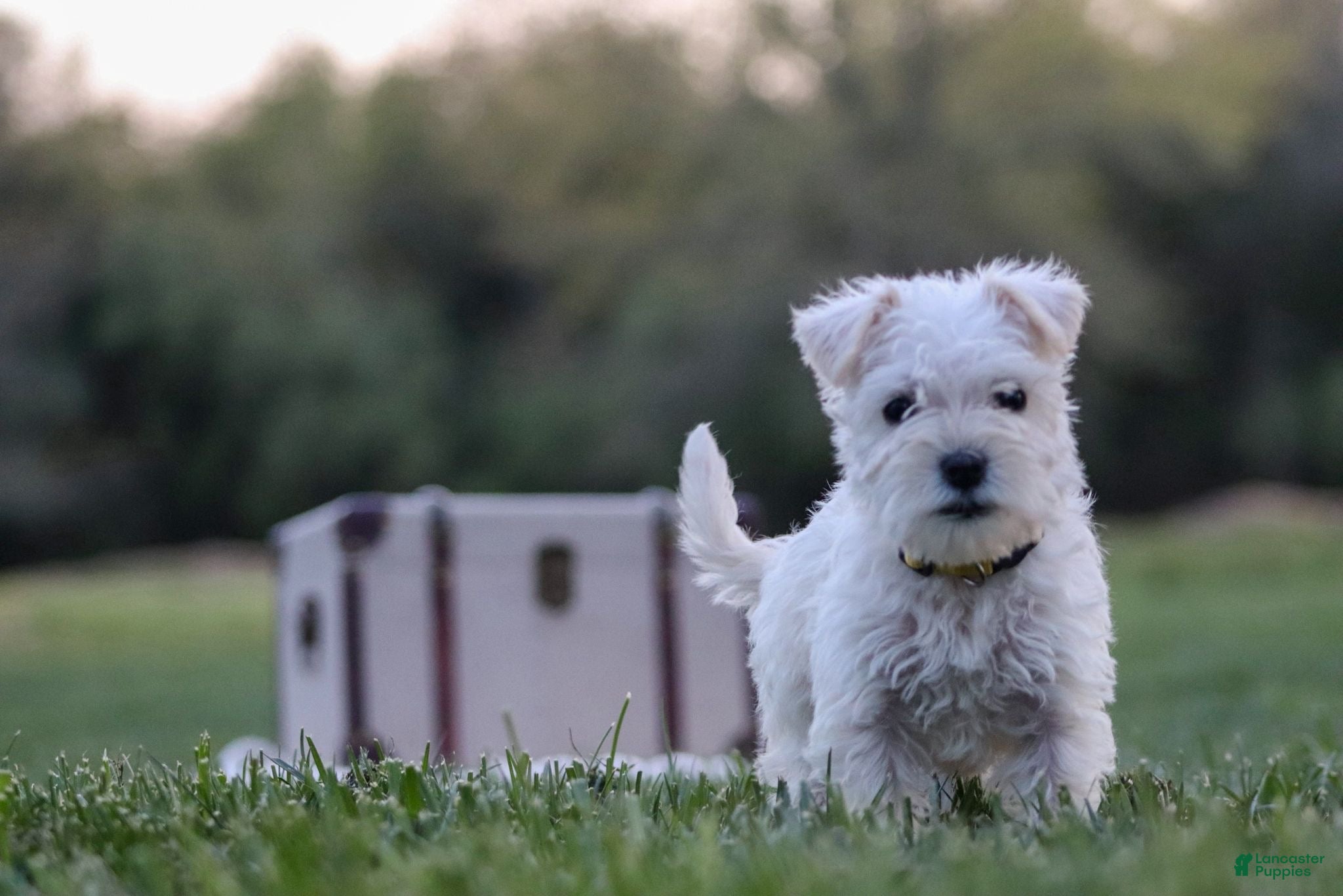 Miniature Schnauzer dogs Chelsea - Ad 1
