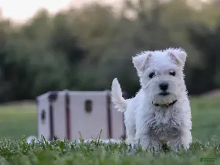 Miniature Schnauzer dogs for sale: Chelsea - Ad 1