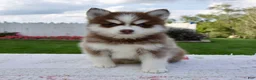 Pomsky dogs for sale: Felix - Ad 6
