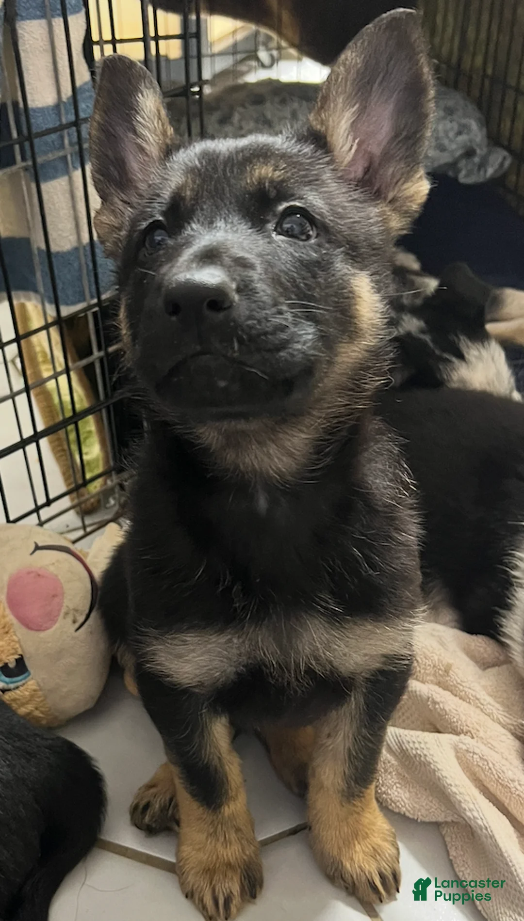 German Shepherd dogs for sale: Bonnie- German Shepherd Puppy  - Ad 3