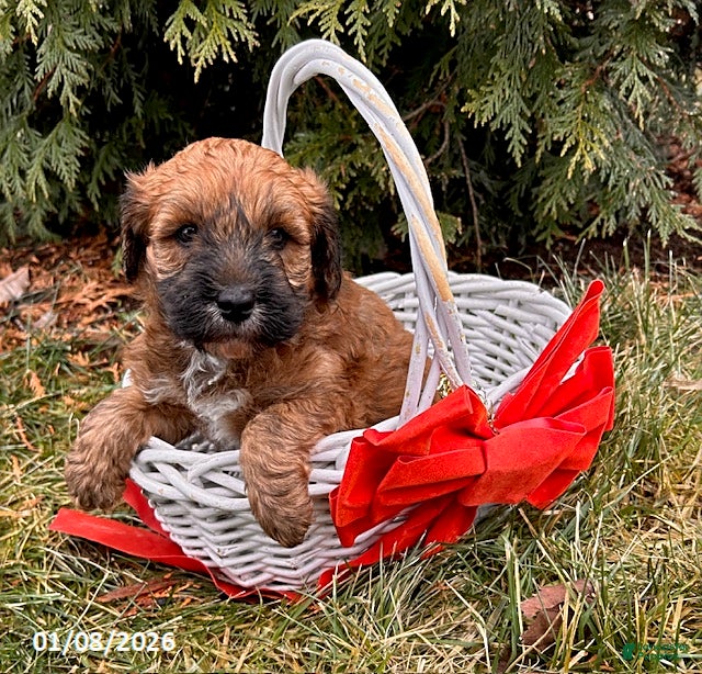 Whoodle dogs Elijah - Ad 3