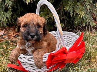 Whoodle dogs Elijah - Ad 3