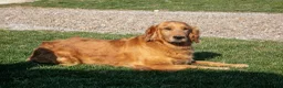 Golden Retriever dogs for sale: Pearl - Ad 4