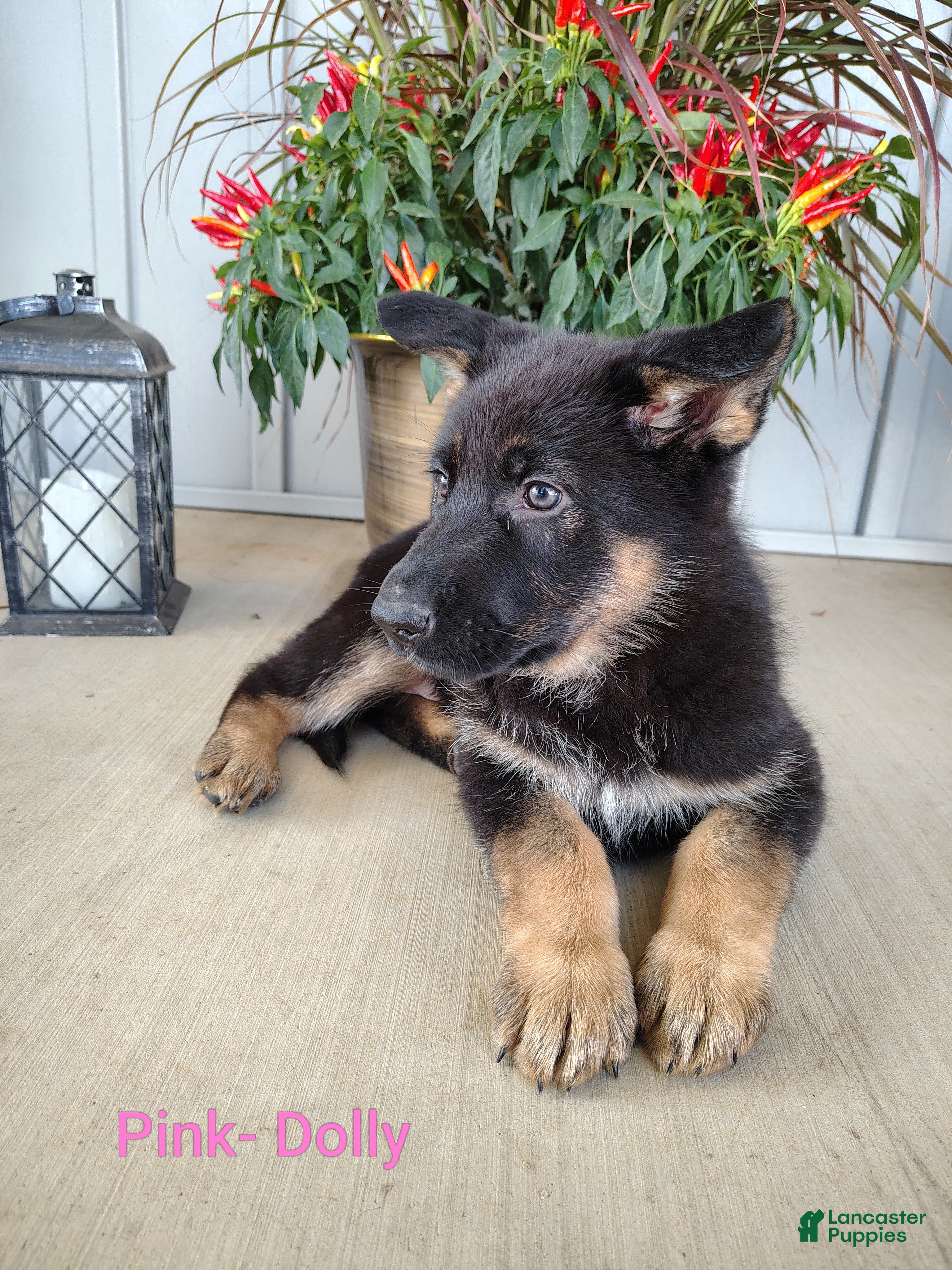 German Shepherd dogs for sale: Dolly - pink - Ad 2