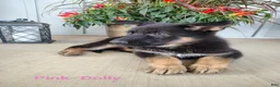 German Shepherd dogs for sale: Dolly - pink - Ad 2