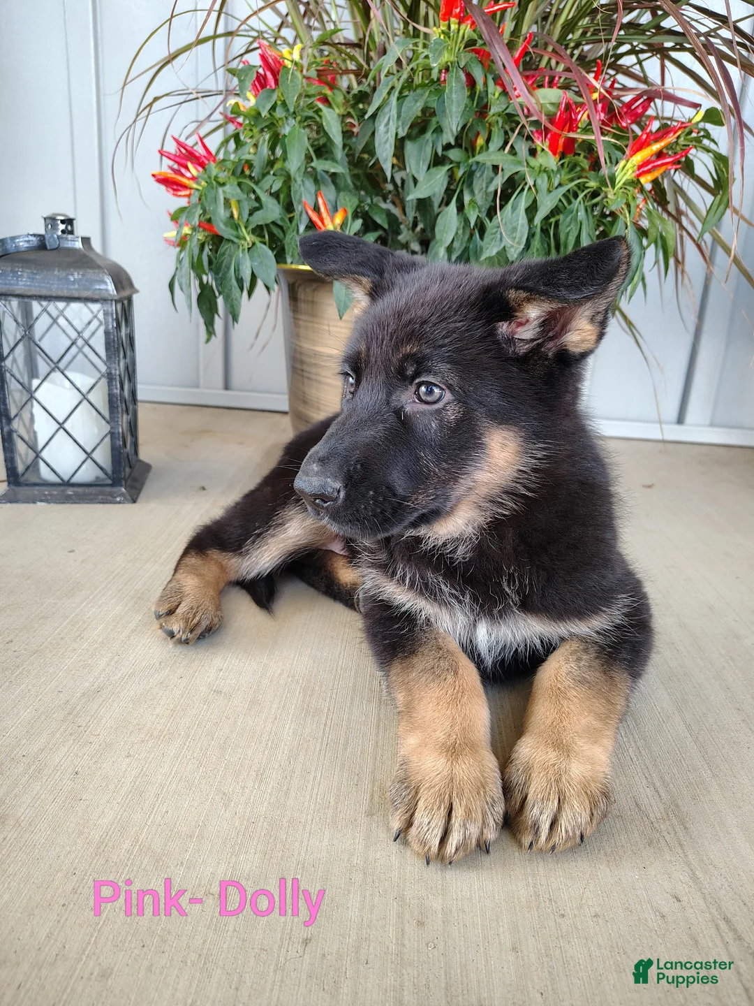 German Shepherd dogs for sale: Dolly - pink - Ad 2