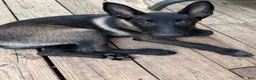 Belgian Malinois dogs for sale: Dollface #3 - Ad 6