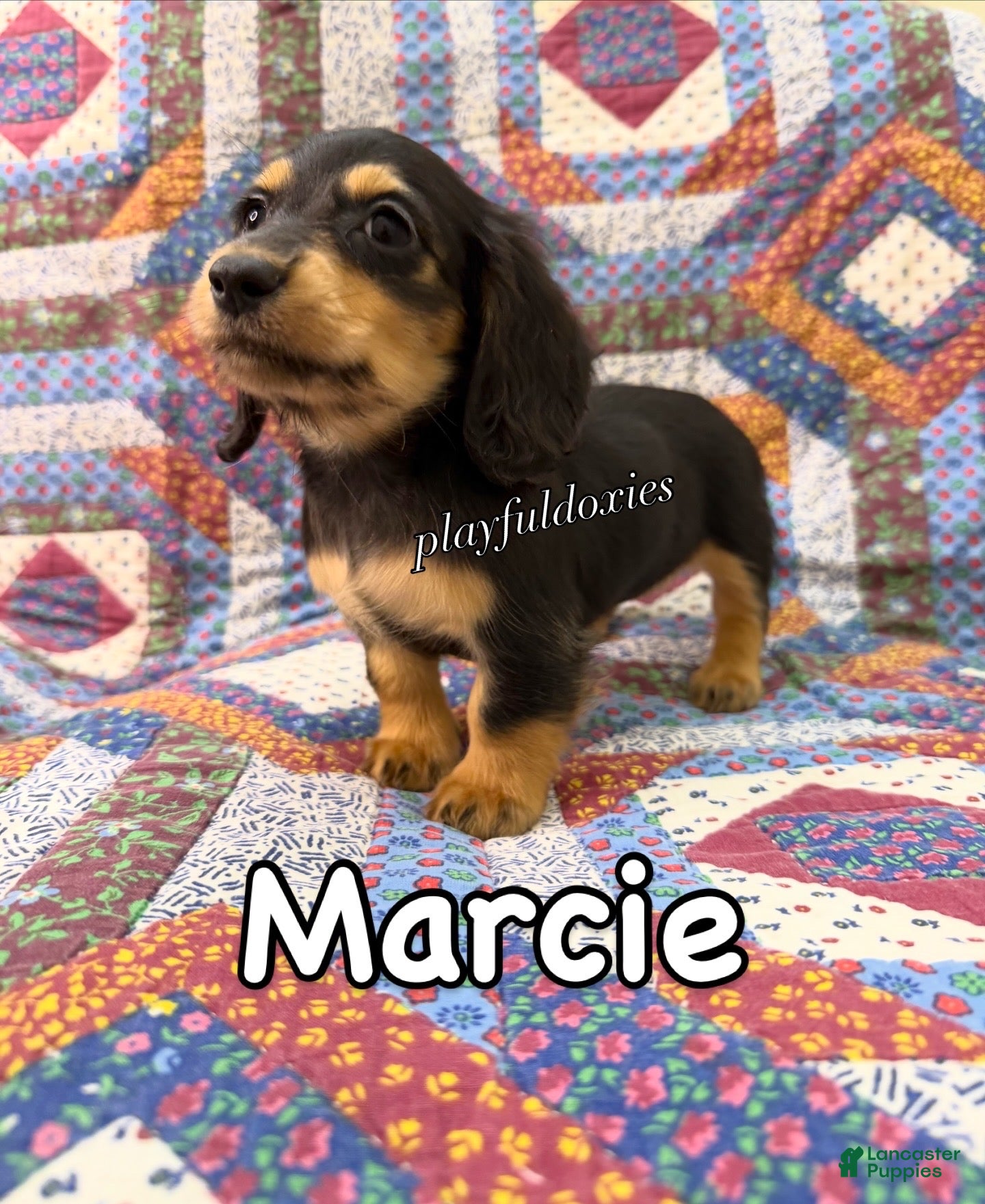 Miniature Dachshund dogs Ready Now! Marcie - Dachshund Puppy Black & Tan Long Haired Female - Ad 2