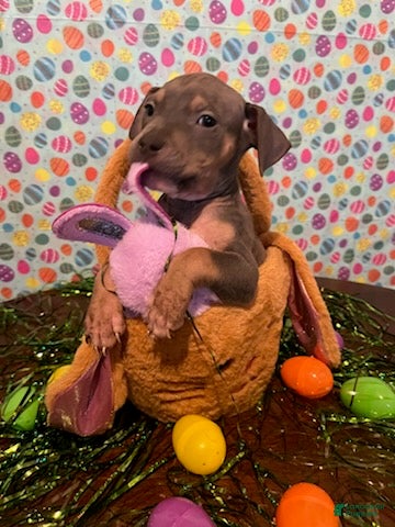 American Bully dogs for sale: American Bully Puppy 2 - Ad 3