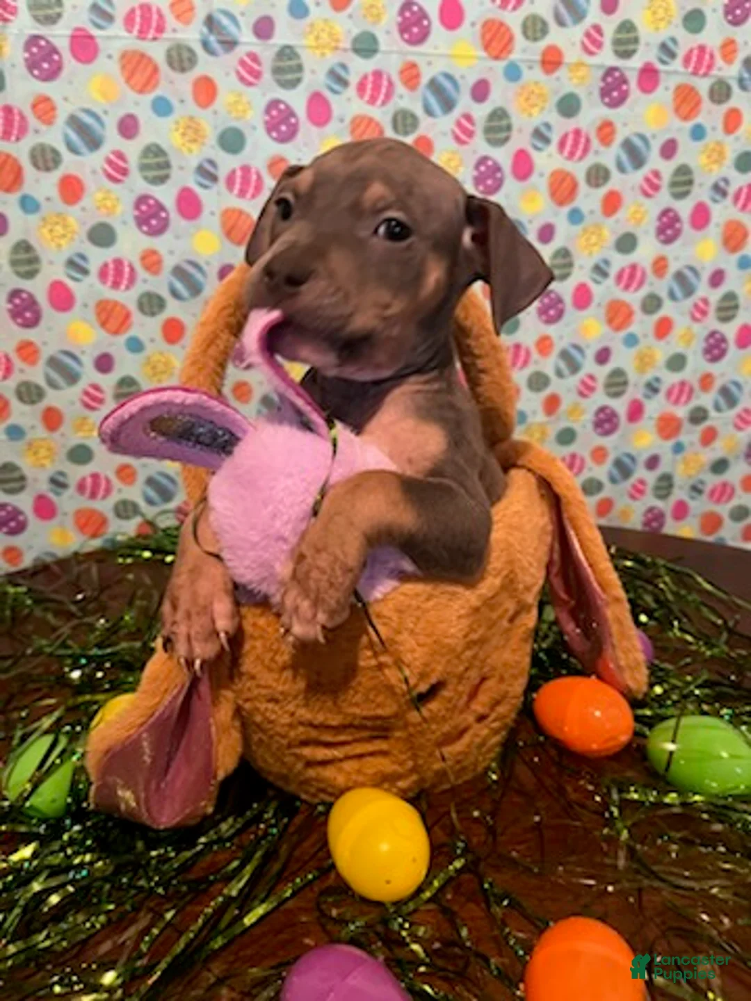 American Bully dogs for sale: American Bully Puppy 2 - Ad 1