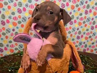 American Bully dogs American Bully Puppy 2 - Ad 31