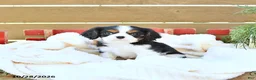 Cavapoo dogs for sale: Hunter - Ad 4