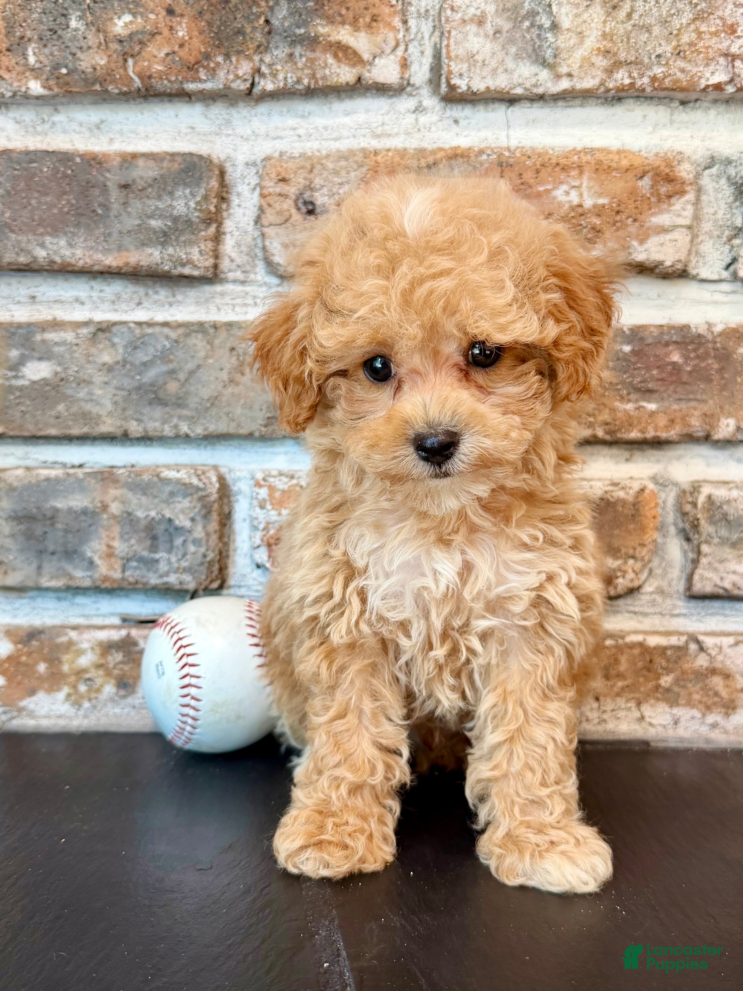 Cavapoo dogs Slugger - Ad 2