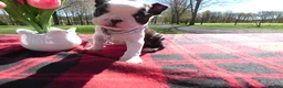 Boston Terrier dogs for sale: Boston Terrier Puppy 1 Drake - Ad 2