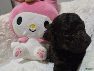 Mini Goldendoodle dogs - Ad 6