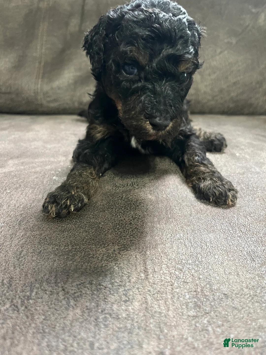Goldendoodle dogs for sale: Purple  - Ad 22