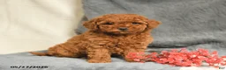 Maltipoo dogs for sale: Scarlet - Ad 1