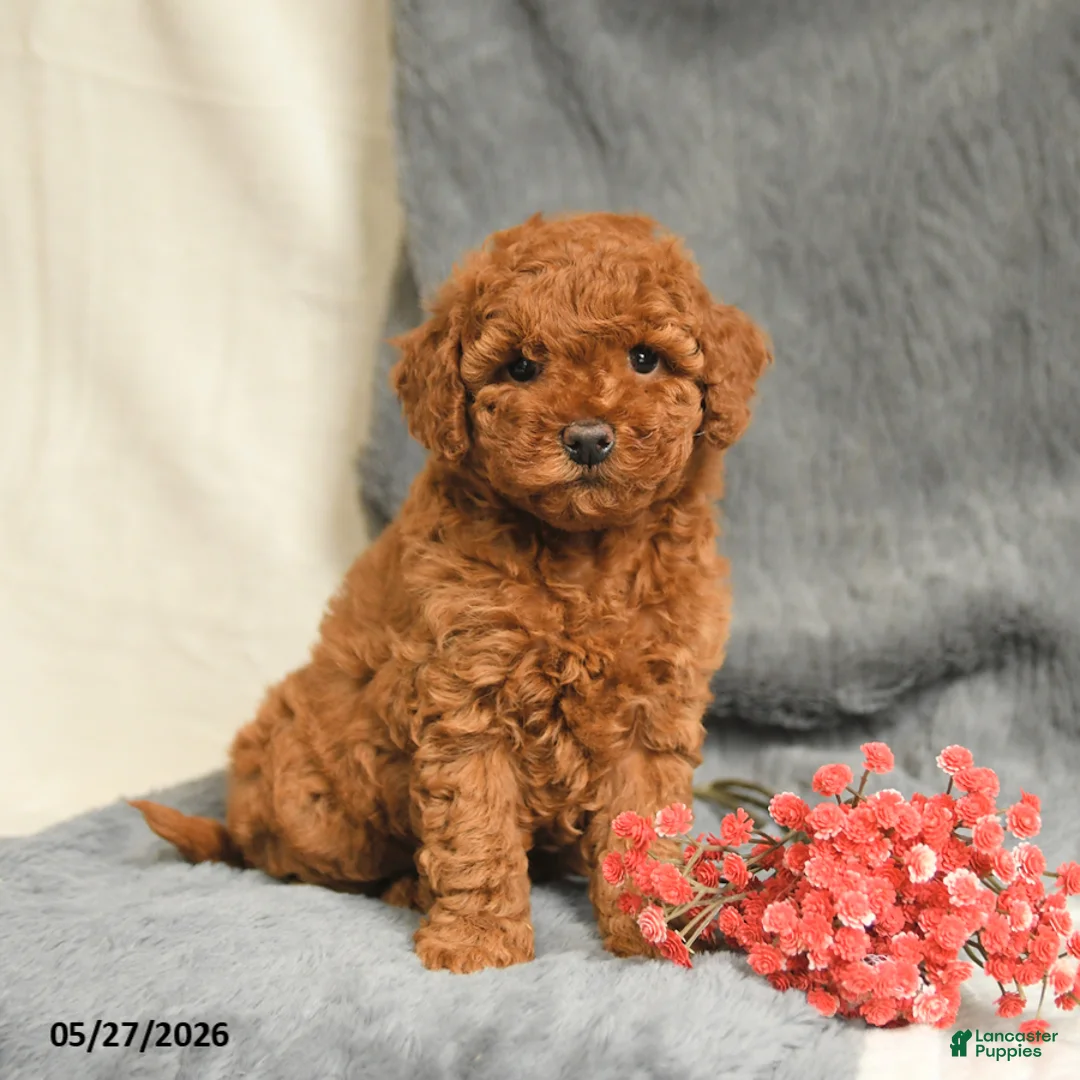 Maltipoo dogs for sale: Scarlet - Ad 1