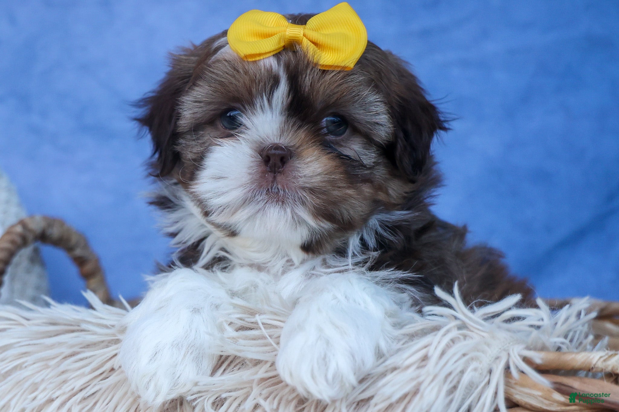 Shih Tzu dogs MICKEY - Ad 1