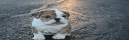 English Bulldog dogs for sale: English Bulldog Puppy 2 - Ad 3