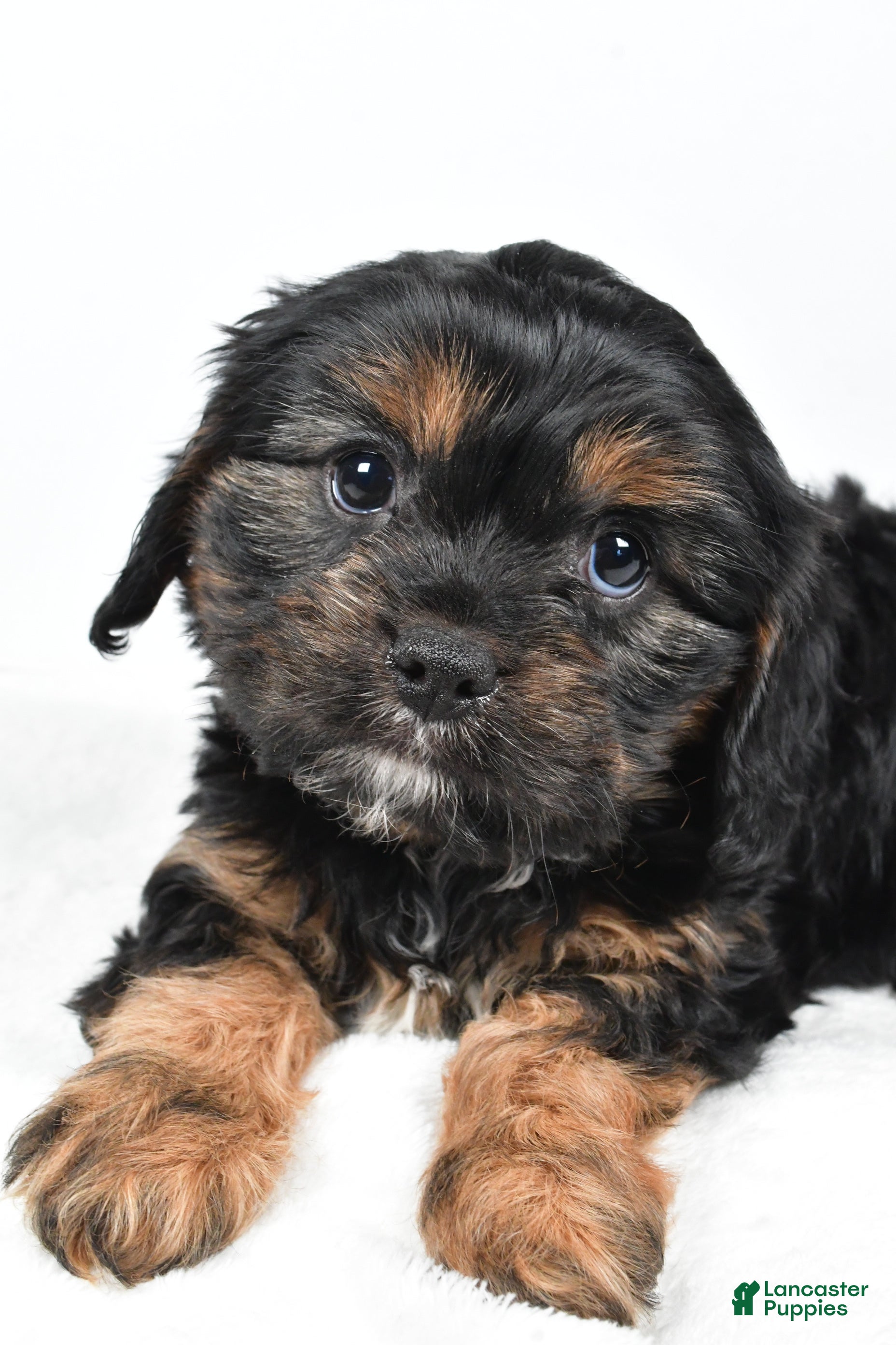 Cavapoo dogs Pudge f one b - Ad 40