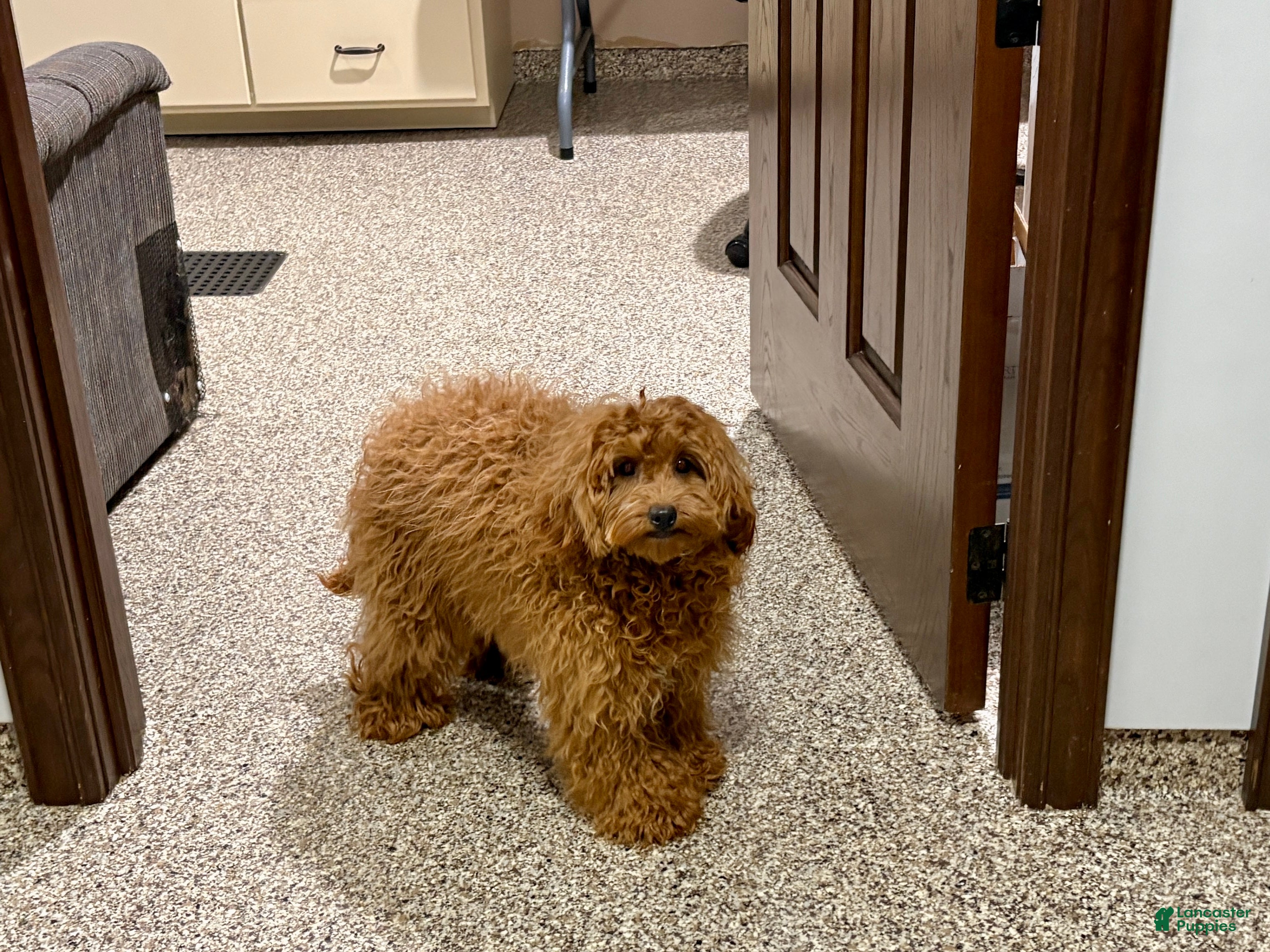 Cockapoo dogs Raina - Ad 1