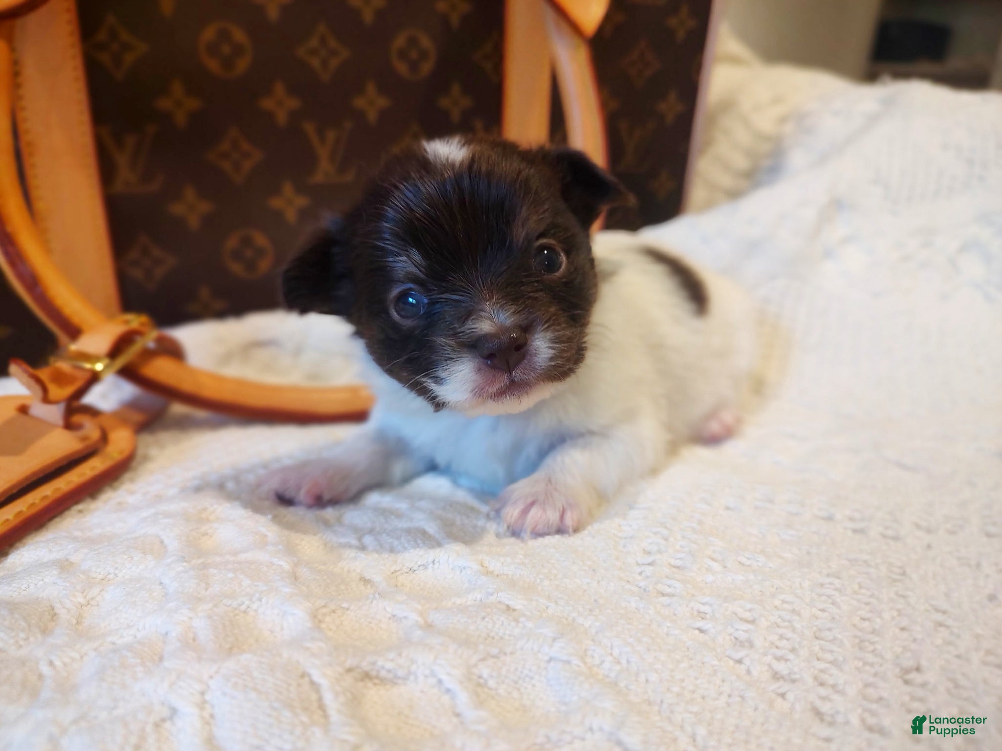 Chihuahua dogs Buddha Bear  - Ad 40