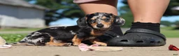 Miniature Dachshund dogs for sale: Barney - Ad 11